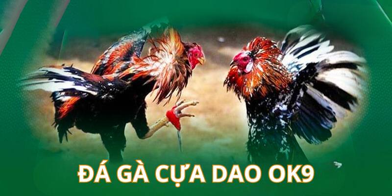 Đá gà cựa dao giải gà đá đẫm máu